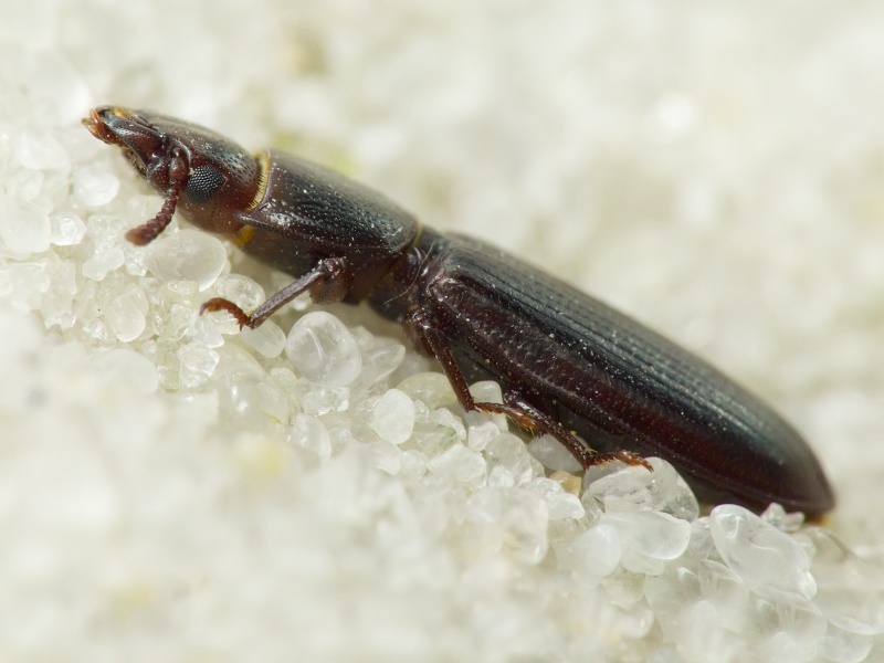 Tenebroides fuscus (Goeze, 1777)